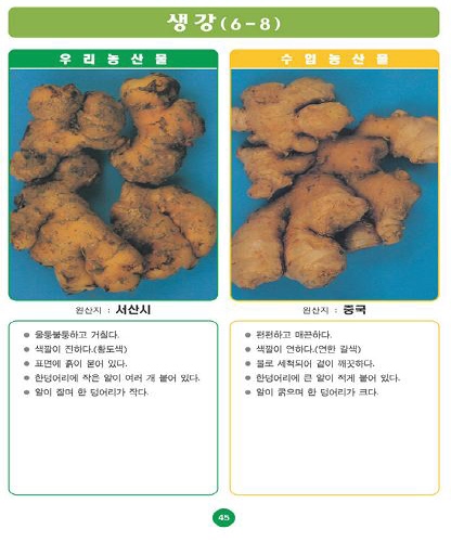 〔포토소식〕우리농산물 구별법 '생강'