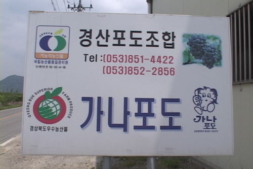 [KSI 동영상 뉴스]거봉포도시설재배단지경산시 남산면 ..
