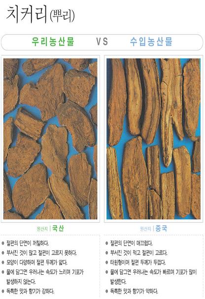 [포토소식] '치커리(뿌리)'  사진으로 알아보는 우리..