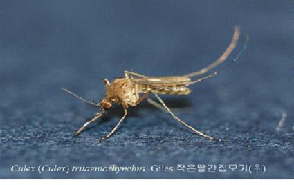 전국에 일본뇌염 경보 발령! 질병관리본부 '수해지역 위..