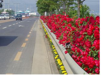 자인면 총 6km 장미거리 조성 도민체전 열리는 내년 ..