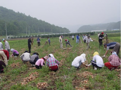 경산농기센터, 용성서 농촌일손돕기 직원 50여명, 도덕..
