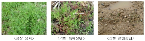 봄철 녹비작물의 습해 예방 당부 물고랑 깊게 팔수록 녹..