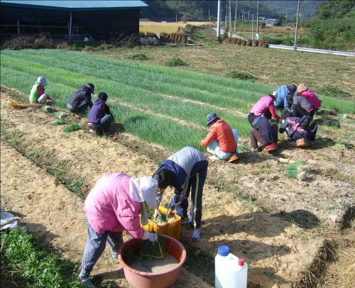 한여농, 도청 직원 등 용성서 일손돕기  미산리 마을 ..