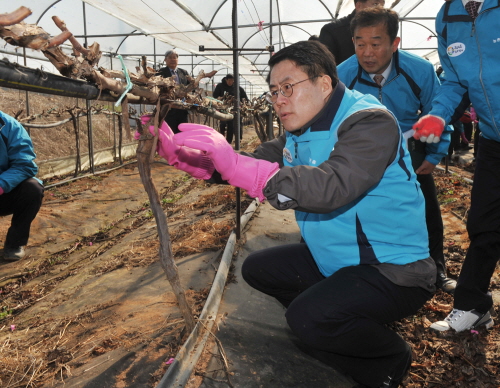 경산시, 포도농가 정밀실태조사 실시 대파대, 농약대, ..