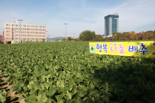 “행복배추, 사랑김치로 사랑 전해요!” 대구대, 직접 ..