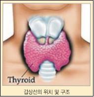 중년 여성 위협하는 갑상선암 [건강상식] 한국건강관리협..