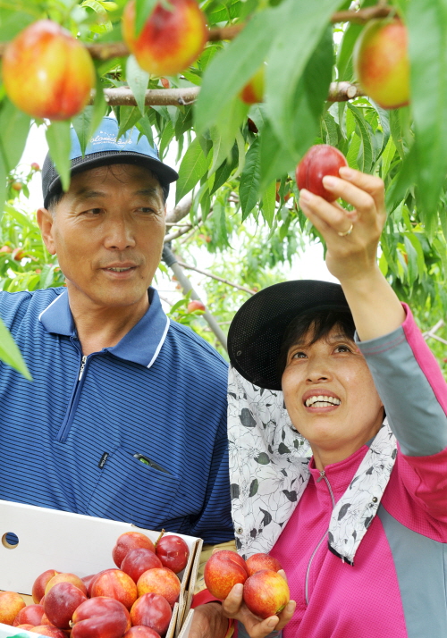 경산 천도복숭아 이른 ‘출하’ ‘오월도’ 품종, 남산서..