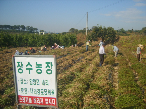 압량 내리, 이웃사랑 땅콩 수확! 장수마을에 땅콩 키워..