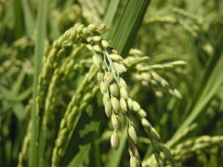 경산시, 유기질비료 지원사업 추진 14억4천만원 들여 ..