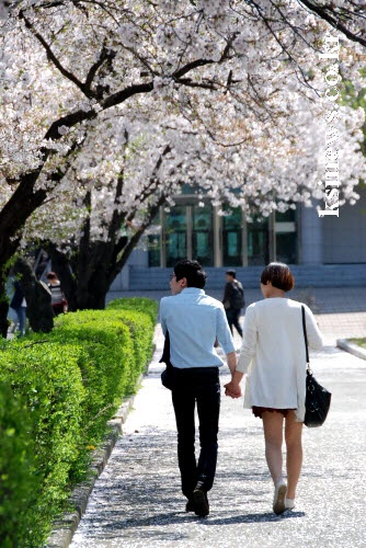 올해 벚꽃 개화, 일주일 가량 빠를 듯 대구 3월 25..