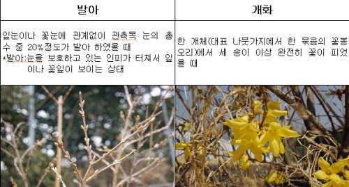 올해 봄꽃(개나리, 진달래) 개화 시기 대구경북 내륙 ..