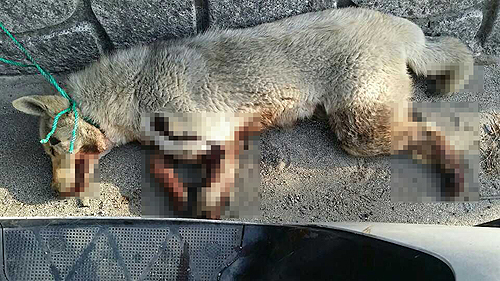 오토바이에 개 매달고 '잔인한 질주' '악마의 오토바이..