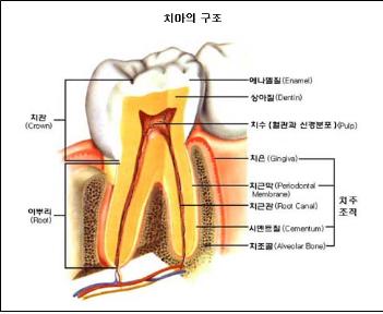 ‘치아의 날’ 올바른 치아건강법은??[건강상식] 한국건..