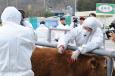 달성군 농장 AI 고병원성 H5N8로 판명 강원도 횡성..