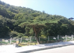 경산시, 보호·노거수 생육환경 개선 고사 위기의 나무들..