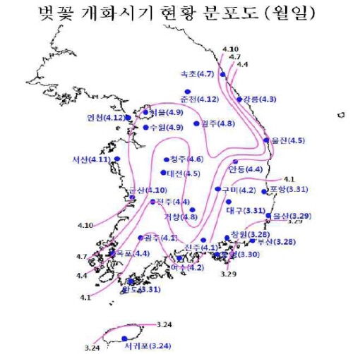 올해 벚꽃 개화시기 앞당겨질 듯~ 3월 31일부터 개화..
