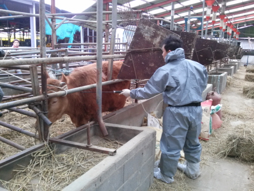 경산시, 춘계가축전염병 예방접종 실시 5월 15일까지 ..