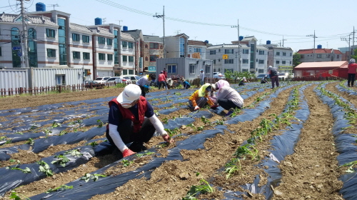 북부동, 원룸단지 내에 ‘고구마 텃밭’ 불법쓰레기 투기..
