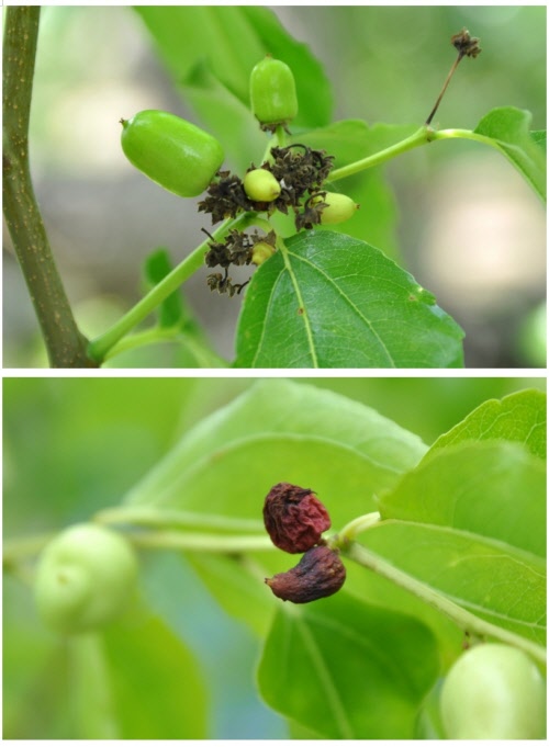 대추탄저병, 꽃 필 무렵 방제해야~ 갈변·낙화현상 예방..