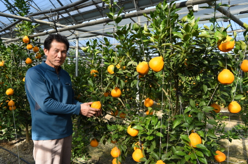 경산産 한라봉·레드향 출하 제주산보다 맛과 품질 우수...