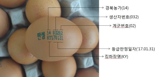 시판되는 계란의 정보, 알고 계셨나요? 경북에서 생산된..