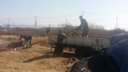 국내 최대 묘목시장, 봄 맞아 ‘활기’ 경산종묘단지, ..
