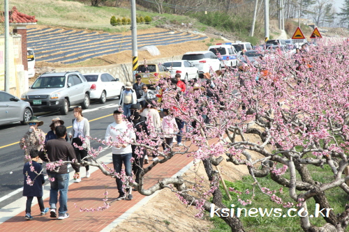 연분홍 복사꽃길 함께 걸어요~~! [포토뉴스] 제6회 ..