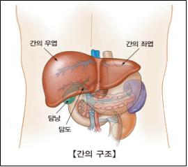 간암, “음주·비만 피해야” [건강상식] 한국건강관리협..