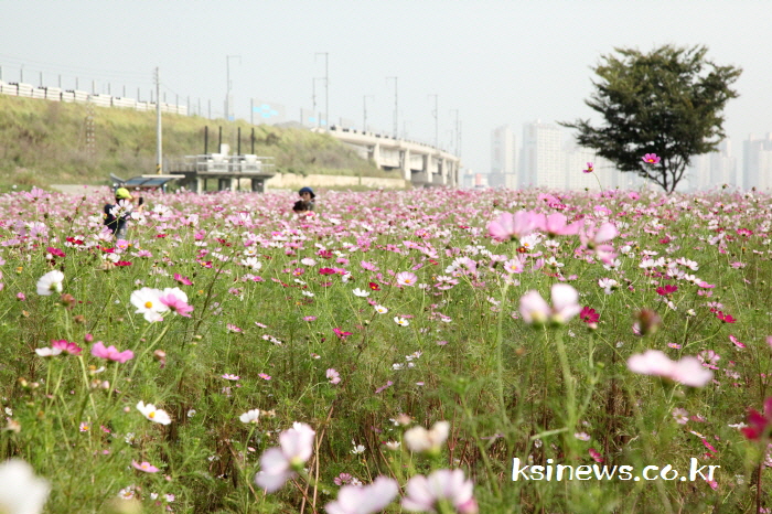 하양 금호강 둔치에 코스모스 ‘활짝’ 