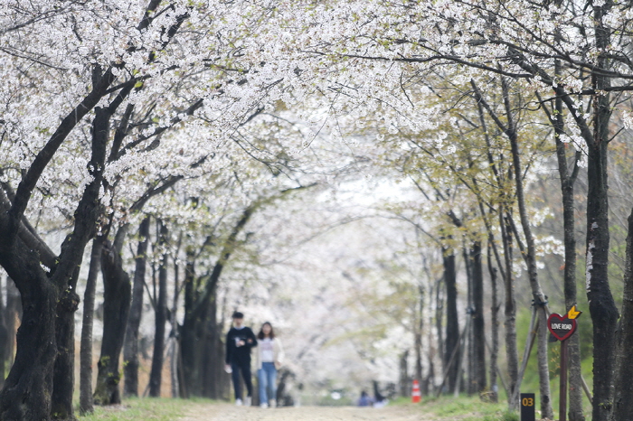 벚꽃 만개한 영남대 캠퍼스