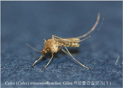 벌써 모기?? ‘일본뇌염 주의보’ 발령