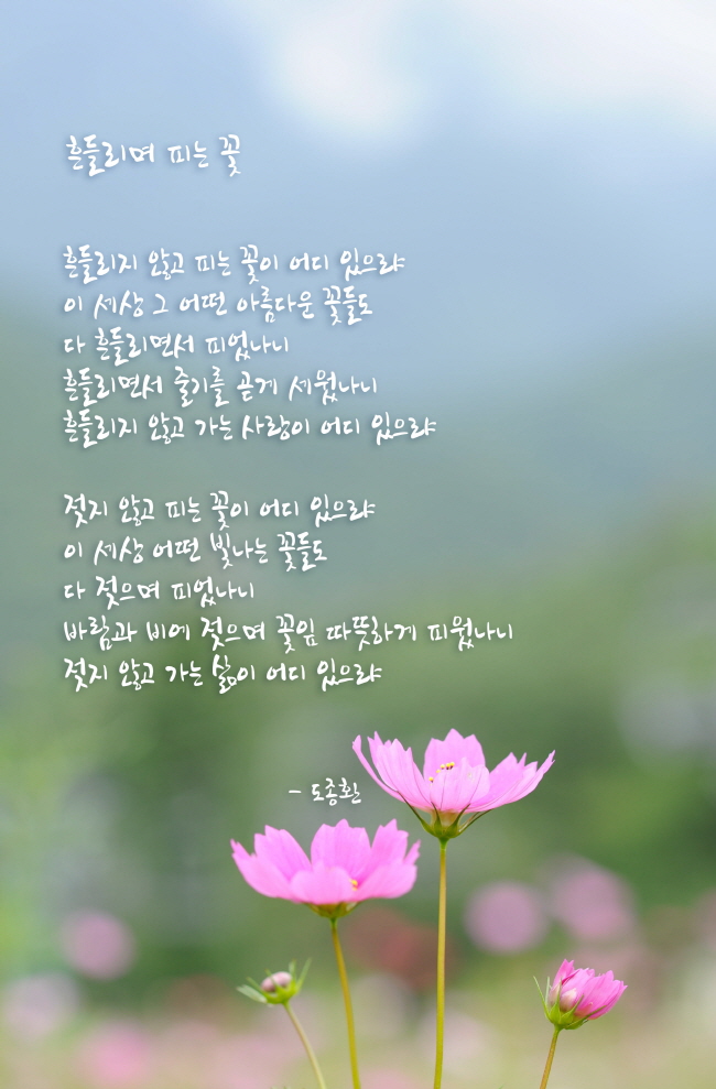 흔들리며 피는 꽃 / 도종환 