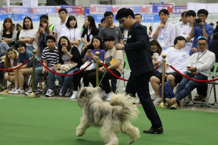 ‘경산의 삽살개’ 2019 KKF 펫 페스티벌 주인공 ..