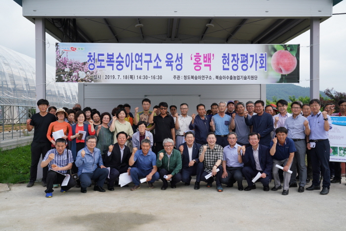 경북도 육성 신품종 복숭아 ‘홍백’ 대박!