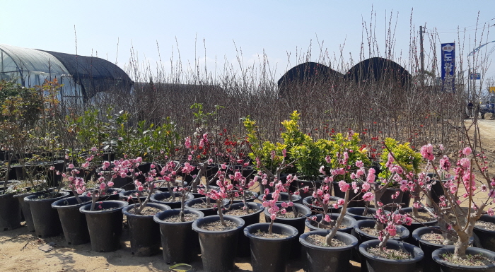 전국 최대 경산묘목시장, 코로나19로 침체
