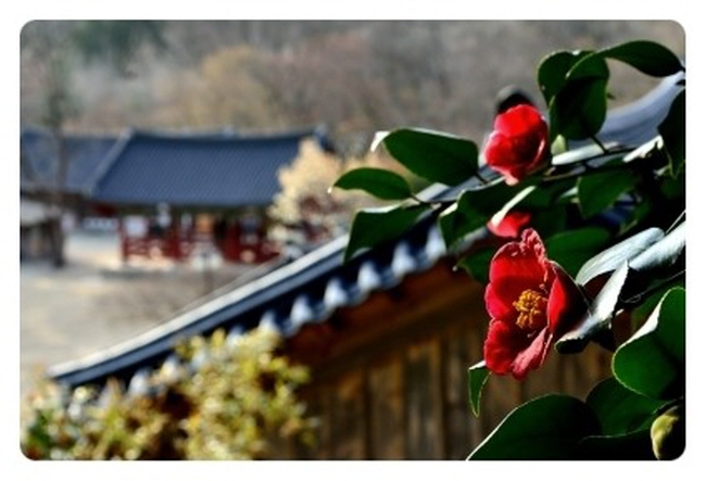 선운사에서 / 민병도 