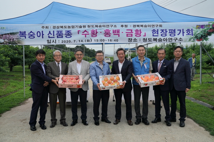 복숭아 수황.금황.홍백, ‘고소득’ 기대