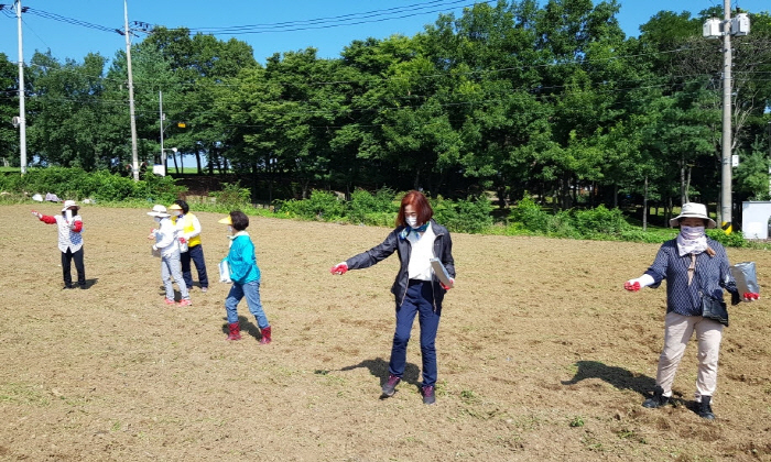 임당동 공한지에 코스모스 파종