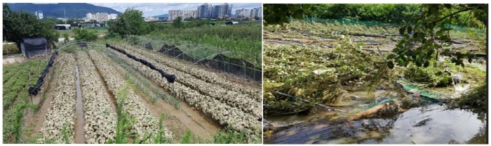 진량 문천지 둑 터져 농경지 10ha 침수돼 