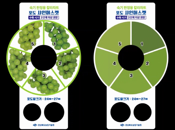 샤인머스켓 칼라차트