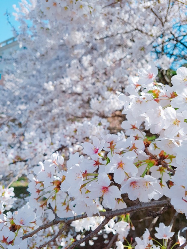 벚꽃 / 홍명순 