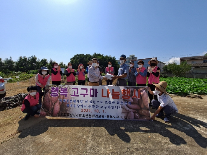 와촌 행복농장에서 고구마 수확~