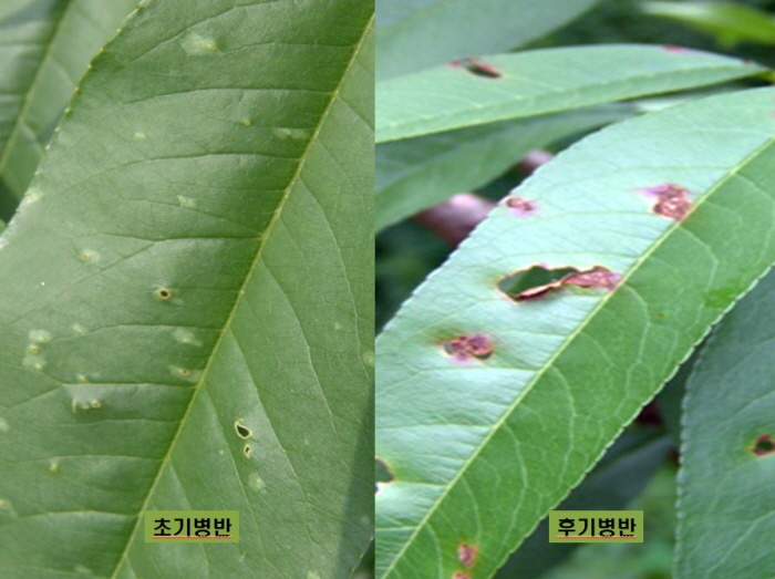 경북도, 복숭아 수확 후 과원 관리 당부