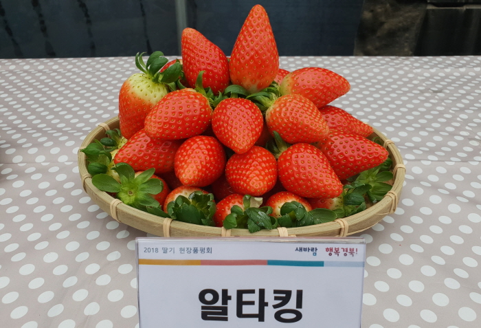 도, 수출용 딸기 ‘알타킹’ 재배 매뉴얼 발간