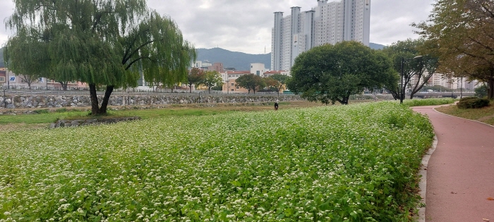 “가을꽃 구경하러 남천강변 오세요~”