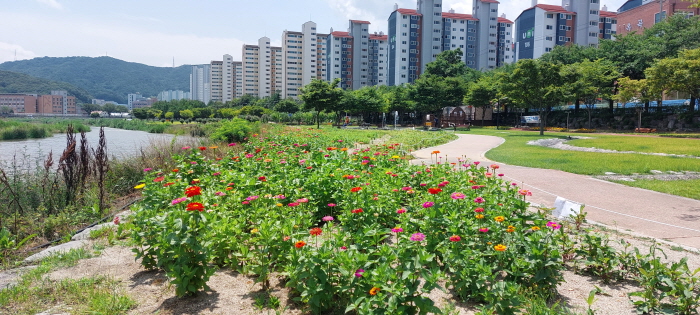 남천강변, 여름꽃으로 새단장 