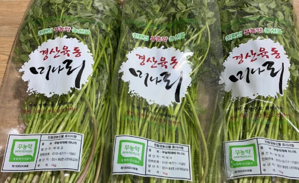 봄 내음 가득 ‘육동 미나리’ 본격 출하