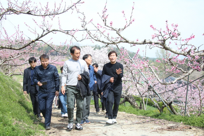 반곡지에 복사꽃 활짝 “봄이 왔네요”