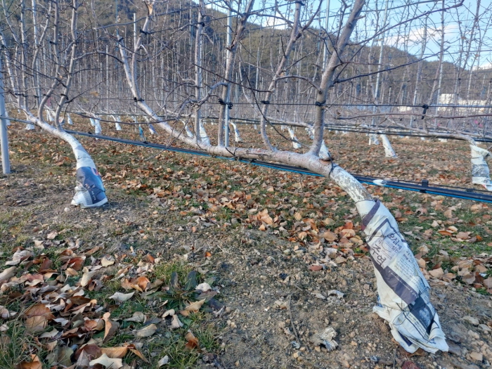 겨울철 한파, “농작물 철저히 관리해야”
